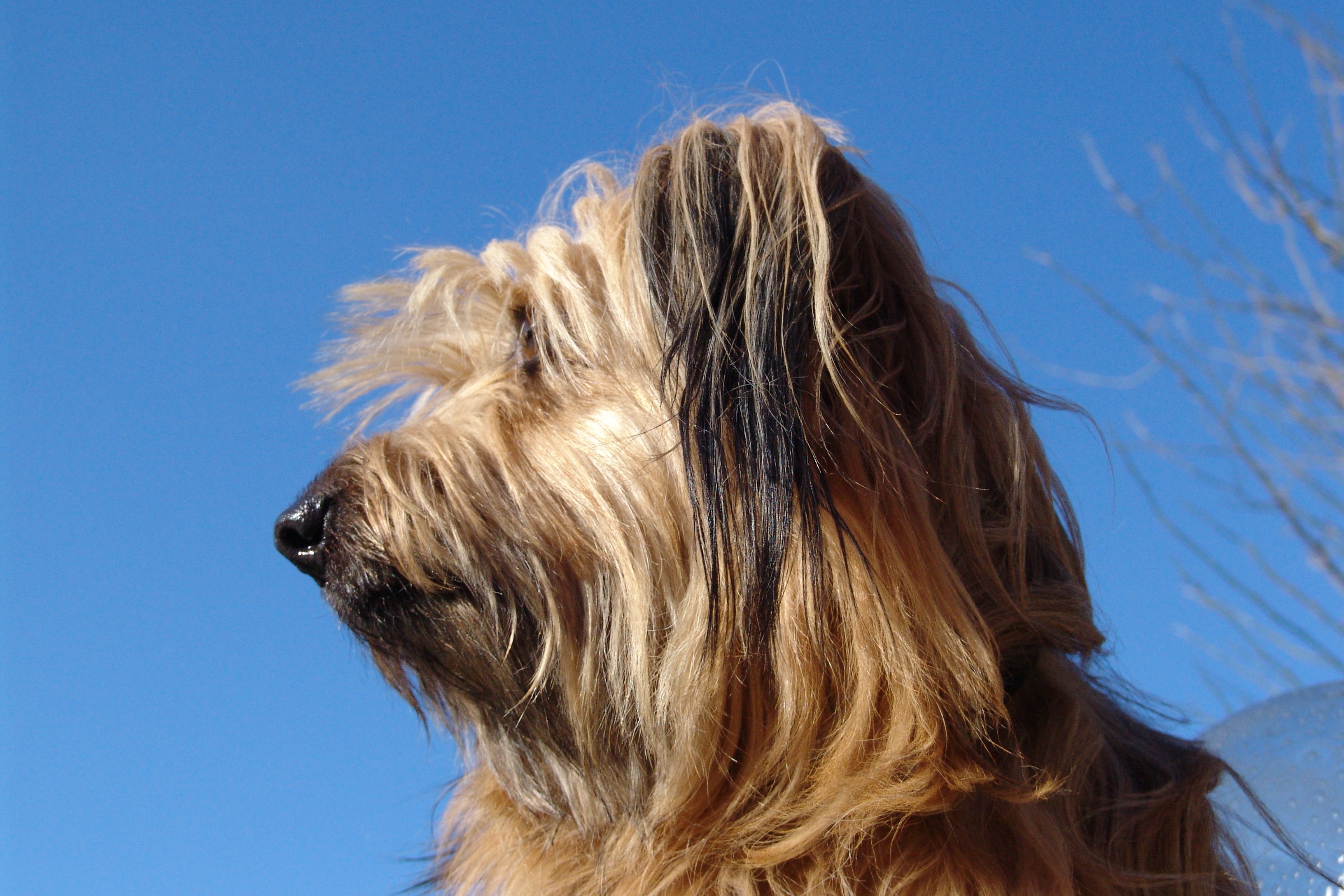 sky-dog-fur-close-long-hair-snout-1415557.jpg