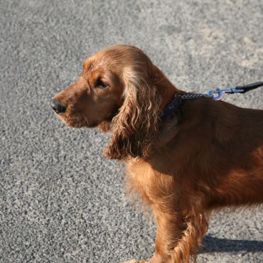 Sussex Spaniel —  pies powstały na skutek skrzyżowania różnych ras spanieli 