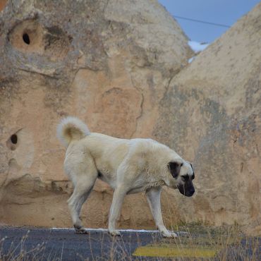 Kangal — turecki pies obronny ceniący spokój i dobre relacje z rodziną