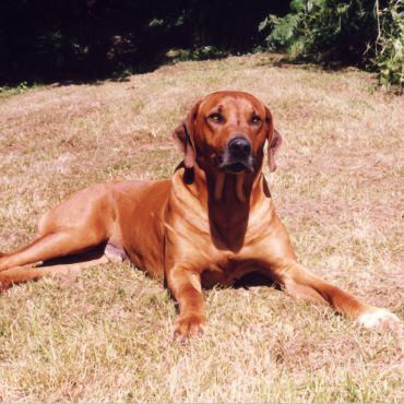 Rhodesian Ridgeback —  pies z pręgą będący potomkiem starożytnego psa Hotentotów