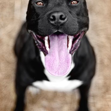 Staffordshire Bull Terrier—  rasa powstała z połączenia Bulldogów i Terrierów 