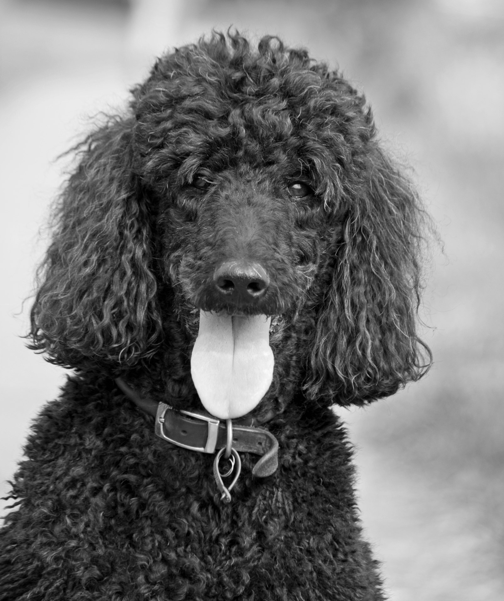 black-and-white-dog-animal-pet-portrait-mammal-1003634.jpg