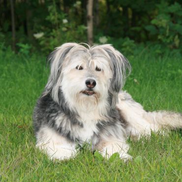 Bearded Collie — potomek rzymskich psów pasterskich