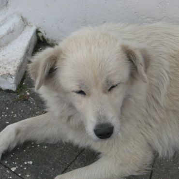 Pirenejski Pies górski — starożytna rasa psa stróżującego