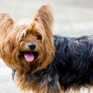 Yorkshire Terrier — charakterny pies miniaturowych rozmiarów 