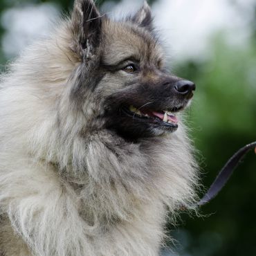 Norweski Elkhound —  pies używany do polowań na łosie