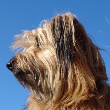 Owczarek kataloński — rasa pochodząca od psów tybetańskich