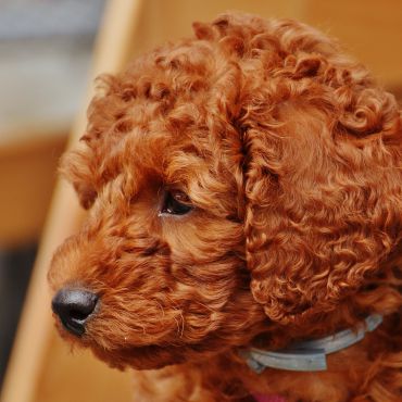 Pudel toy —od psów polujących poprzez psy arystokracji aż po oddane psy rodzinne