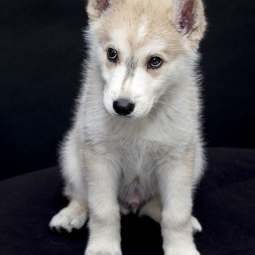 Northern Inuit Dog — pies utworzony na podobieństwo wilka