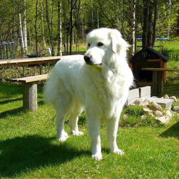 Mastif Pirenejski  — wielki pasterski pies górski